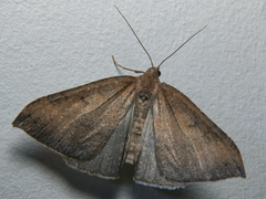 Ennada flavaria