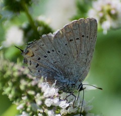 Satyrium sylvinus