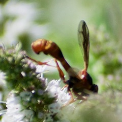 Physocephala marginata