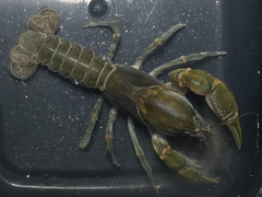 Parastacus pugnax