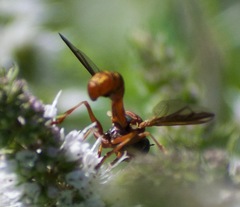 Physocephala marginata