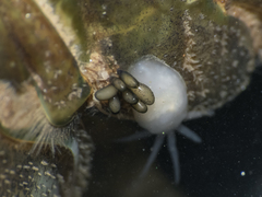 Temnocephala