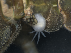 Temnocephala