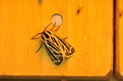 Apantesis virguncula