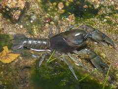 Parastacus pugnax