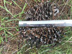Pinus ayacahuite