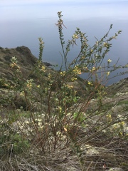 Acmispon dendroideus traskiae