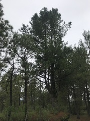 Pinus ayacahuite
