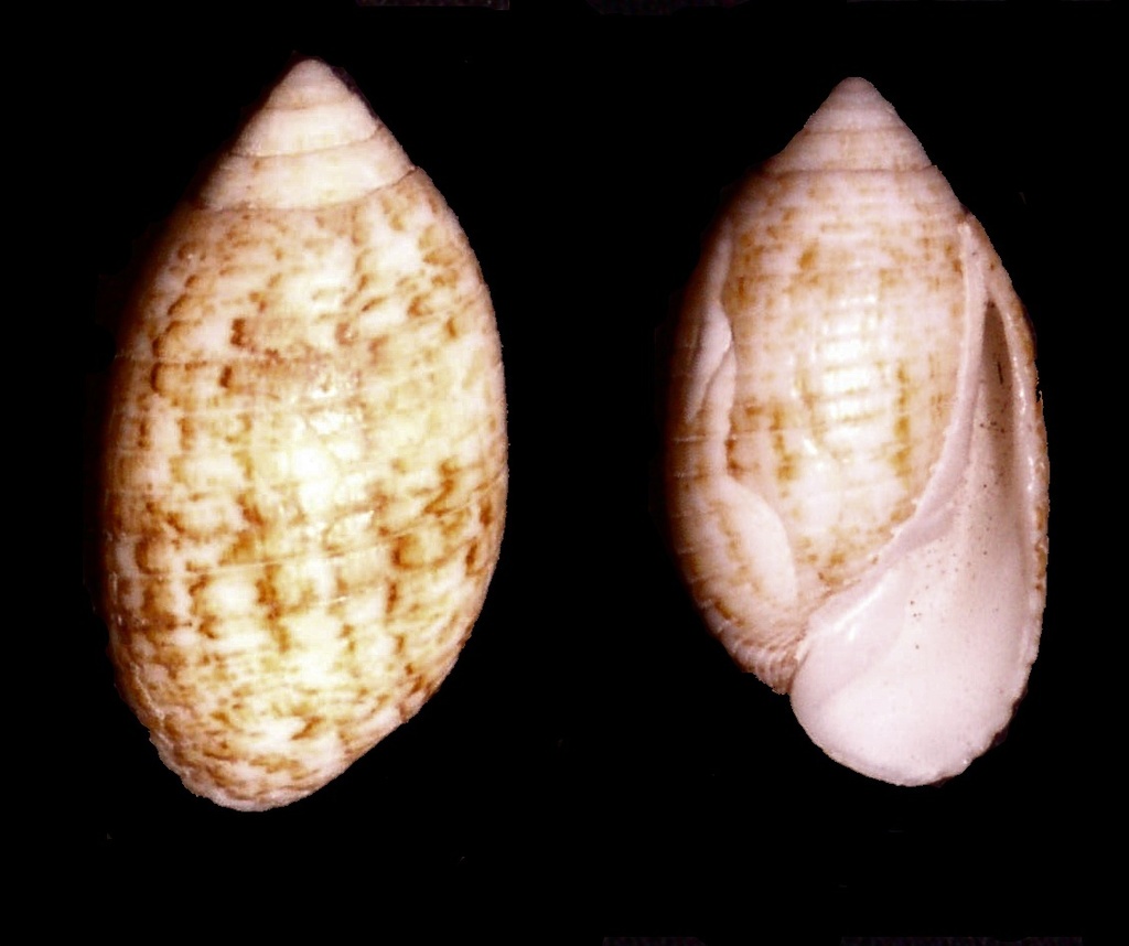 solid pupa