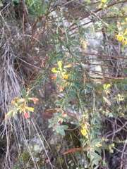 Acmispon dendroideus traskiae