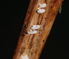 Panellus minimus