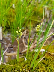 Carex aurea