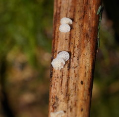 Panellus minimus