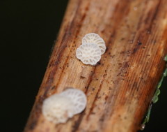 Panellus minimus