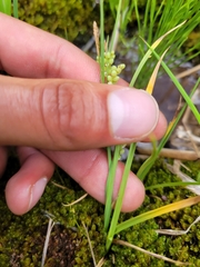 Carex aurea