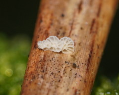 Panellus minimus