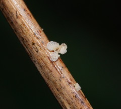 Panellus minimus