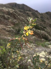 Acmispon dendroideus traskiae
