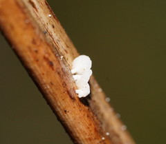 Panellus minimus