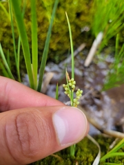 Carex aurea