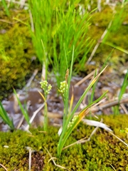 Carex aurea