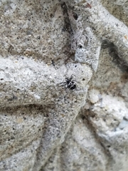 Pocobletus coroniger