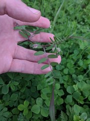 Vicia ludoviciana