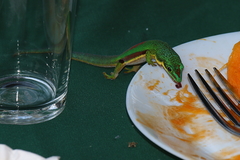 Phelsuma lineata