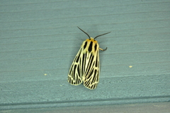 Apantesis virguncula