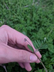 Vicia ludoviciana