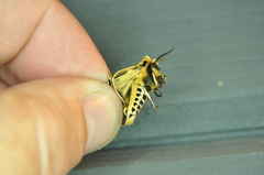 Apantesis virguncula