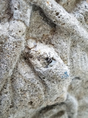 Pocobletus coroniger