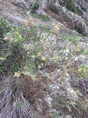 Acmispon dendroideus traskiae