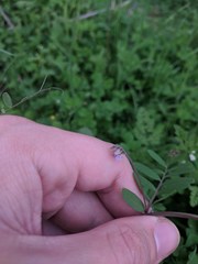 Vicia ludoviciana