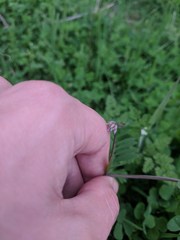 Vicia ludoviciana