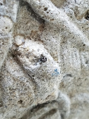 Pocobletus coroniger