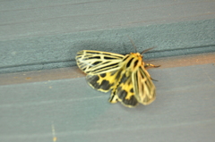 Apantesis virguncula