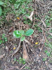 Corynocarpus