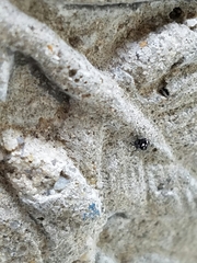 Pocobletus coroniger