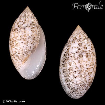 Pupa sulcata