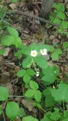 Fragaria orientalis