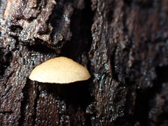 Crepidotus eucalyptorum