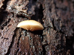 Crepidotus eucalyptorum