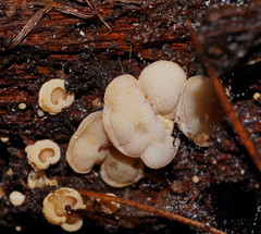 Gloeoporus phlebophorus