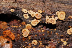 Gloeoporus phlebophorus