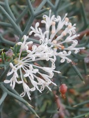 Hakea lissocarpha