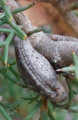 Hakea lissocarpha