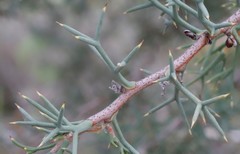 Hakea lissocarpha