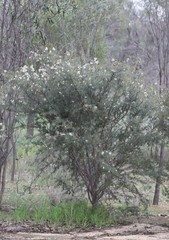 Hakea lissocarpha