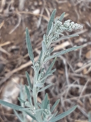 Chenopodium leptophyllum